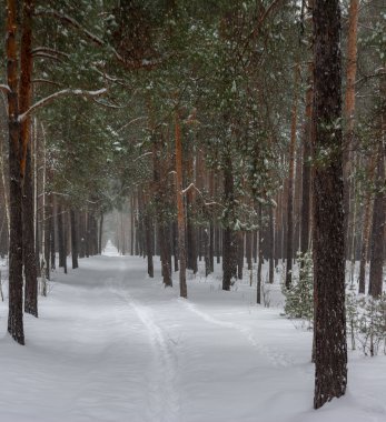 karlı ormanın içinde yürümek. kış. soğuk. kar yağışı. sürüklenir