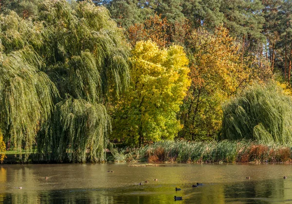 Nad Jeziorem Pięknej Przyrody Kolory Jesieni Relaks — Zdjęcie stockowe