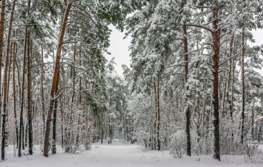 karlı ormanın içinde yürümek. kar yağışı. kış. soğuk.