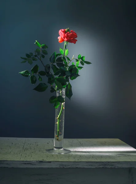Ainda Vida Com Uma Flor Rosa Vintage Retro Minimalismo — Fotografia de Stock