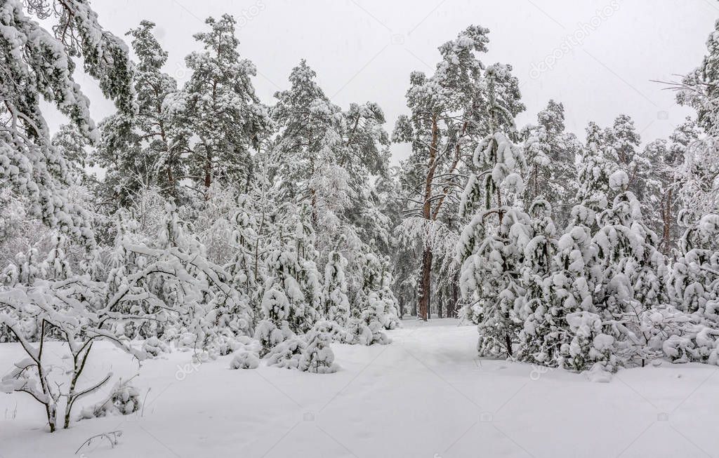 walk in the winter. snowy forest. snow covered trees. drifts snowfall.