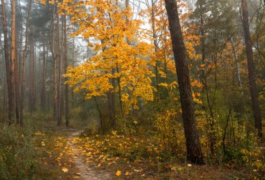 sonbahar orman. parkta yürümek. sonbahar renkleri. sonbahar yaprakları.