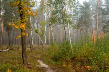 sonbahar orman. parkta yürümek. sonbahar renkleri. sonbahar yaprakları.