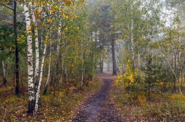 sonbahar orman. parkta yürümek. sonbahar renkleri. sonbahar yaprakları.