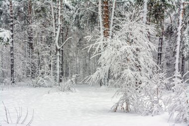 karlı ormanın içinde yürümek. kar yağışı. sürüklenir. Güzellik.