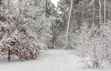 karlı ormanın içinde yürümek. kar yağışı. sürüklenir. Güzellik.