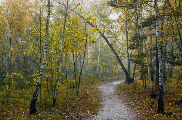 Осенний Лес Прогуляться Парку Осенние Цвета Осенние Листья — стоковое фото