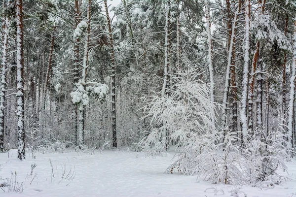karlı ormanın içinde yürümek. kar yağışı. sürüklenir. Güzellik.