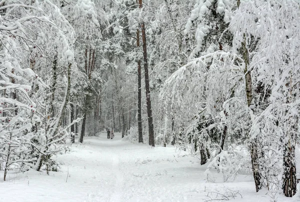 Прогулка Заснеженным Лесам Снег Дрифты Красота — стоковое фото