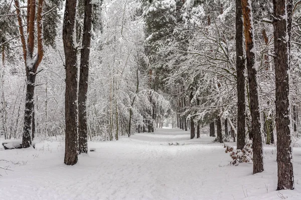 karlı ormanın içinde yürümek. kar yağışı. sürüklenir. Güzellik.