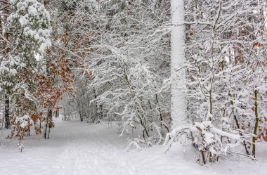 Orman. Kış. Ağaçlar kar kaplı. Sürüklenir. Soğuk. Güzellik.
