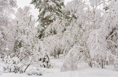 Orman. Kış. Ağaçlar kar kaplı. Sürüklenir. Soğuk. Güzellik.