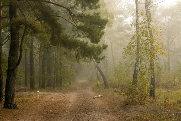 Foresta Nebbia Foglie Autunno Colori Autunno — Foto Stock