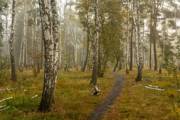 Bosque Niebla Otoño Colores Otoñales — Foto de Stock