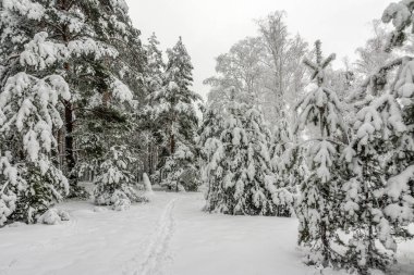 Orman. Kış. Ağaçlar kar kaplı. Sürüklenir. Soğuk. Güzellik.