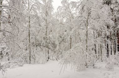 Orman. Kış. Ağaçlar kar kaplı. Sürüklenir. Soğuk. Güzellik.