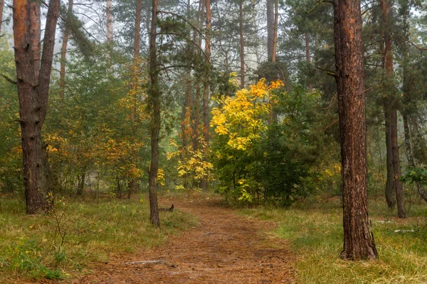 Orman. Sis. Sonbahar yaprakları. Sonbahar renkleri. Ormanda bir yürüyüş var.
