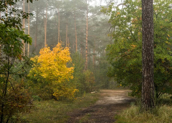 Orman. Sis. Sonbahar yaprakları. Sonbahar renkleri. Ormanda bir yürüyüş var.