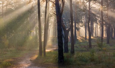 Sabah. Orman. Güneş. Güneş ışınları. Doğa. Manzara.