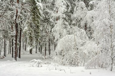 Manzara. doğa. Orman. Kış. Kar orman kaplı. Ağaçlar kar kaplı.