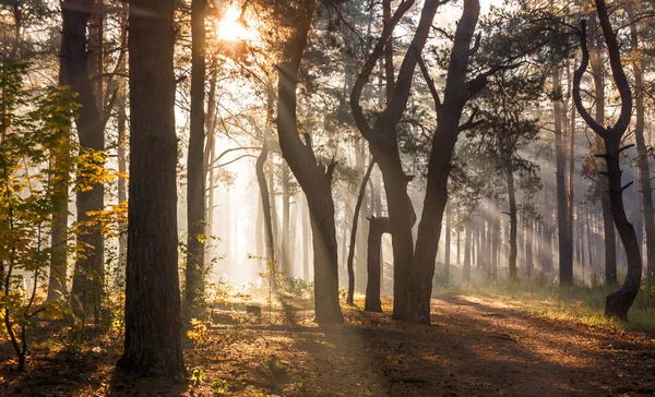 Ochtend Bos Zon Stralen Van Zon Natuur Landschap — Stockfoto