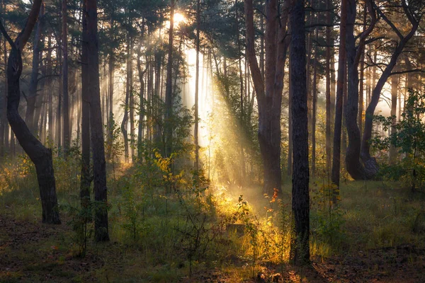 Bom Dia Floresta Sol Raios Solares Natureza Paisagem — Fotografia de Stock