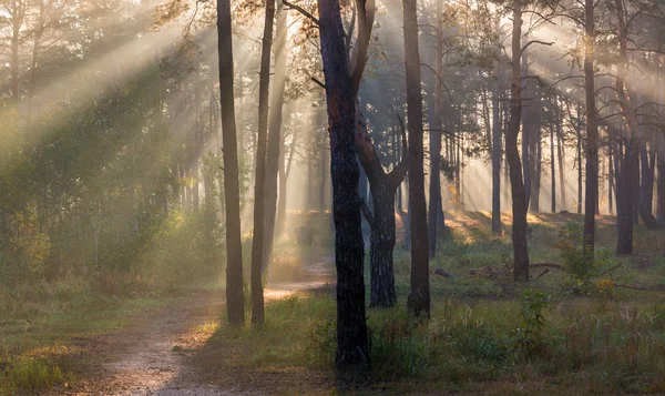 Morning. Forest. The sun. Sun rays. Nature. Landscape.