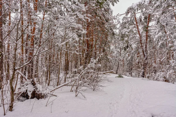 Пейзаж Природа Ліс Зима Сніг Вкрив Ліс Снігові Покриті Деревами — стокове фото