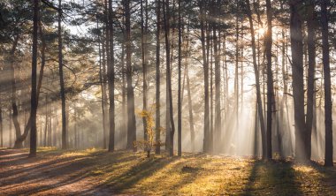 Sabah. Orman. Güneş ışığı. Güneş ışınları. Sunrise.