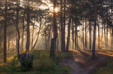 Sabah. Orman. Güneş ışığı. Güneş ışınları. Sunrise.