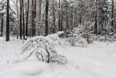 Orman. Kış. Kar orman kaplı. Ağaçlar kar kaplı. Soğuk.