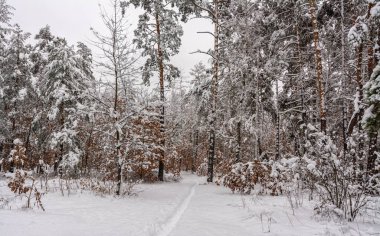 Orman. Kış. Kar orman kaplı. Ağaçlar kar kaplı. Soğuk.