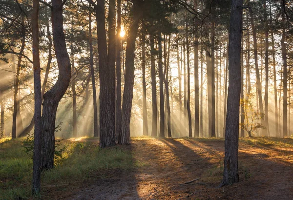 Bonjour Forest Lumière Soleil Rayons Solaires Lever Soleil — Photo