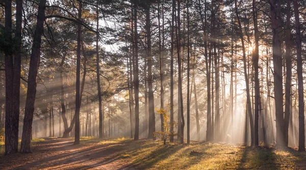 Bom Dia Floresta Luz Solar Raios Solares Nascer Sol — Fotografia de Stock