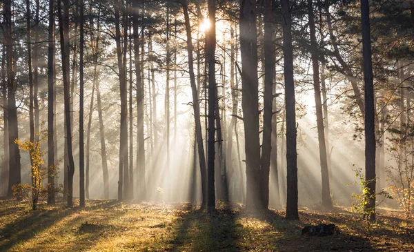 Buenos Días Bosque Luz Del Sol Rayos Solares Amanecer — Foto de Stock