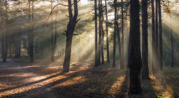 Bom Dia Floresta Luz Solar Raios Solares Nascer Sol — Fotografia de Stock