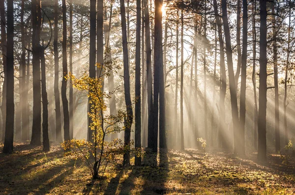 Buenos Días Bosque Luz Del Sol Rayos Solares Amanecer — Foto de Stock