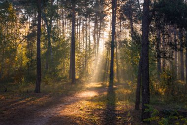 Sabah. Güneş ışığı. Güneş ışınları. Orman.