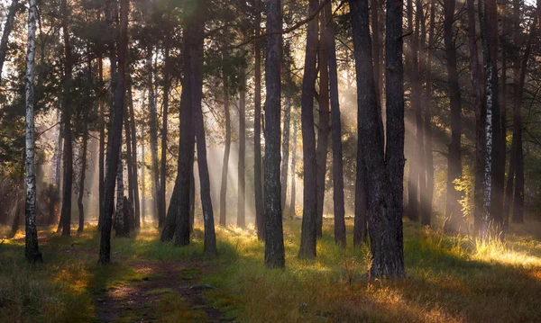 Buenos Días Luz Del Sol Rayos Solares Bosque — Foto de Stock