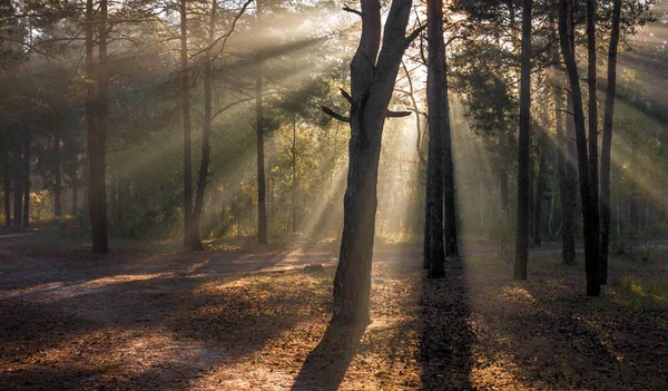 Morgen Sonnenlicht Sonnenstrahlen Wald — Stockfoto