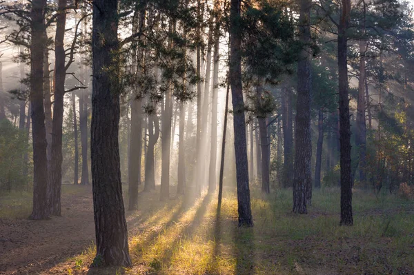 Bonjour Lumière Soleil Rayons Solaires Forêt — Photo