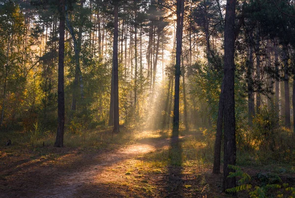 Sabah Güneş Işığı Güneş Işınları Orman — Stok fotoğraf
