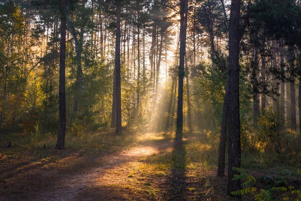 Bom Dia Luz Solar Raios Solares Floresta — Fotografia de Stock