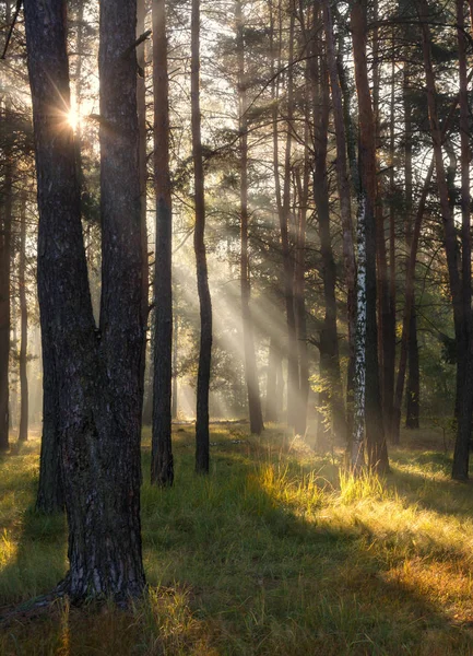 Sabah. Güneş ışığı. Güneş ışınları. Orman.