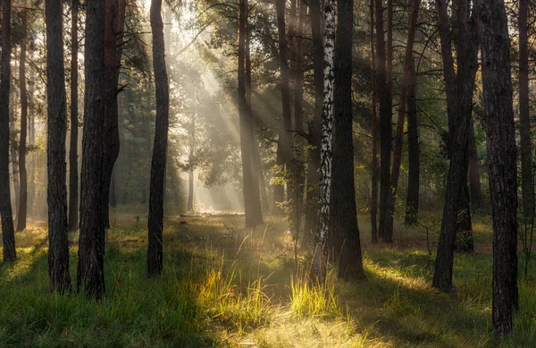 Bom Dia Luz Solar Raios Solares Floresta — Fotografia de Stock