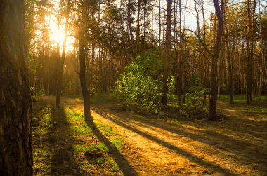 Sabah. Güneş doğuyor. Orman güneş boğulmuş olduğunu. Doğada keyifli bir yürüyüş.