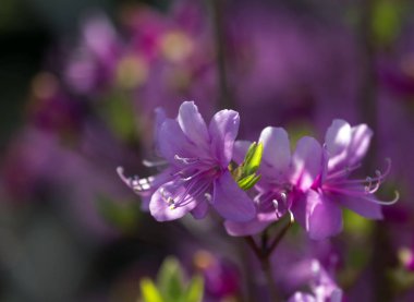 Azalea. Kenevir familyasının pembe, beyaz, sarı ya da kırmızı çiçekli süslü çalıları..