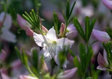 Azalea. Kenevir familyasının pembe, beyaz, sarı ya da kırmızı çiçekli süslü çalıları..