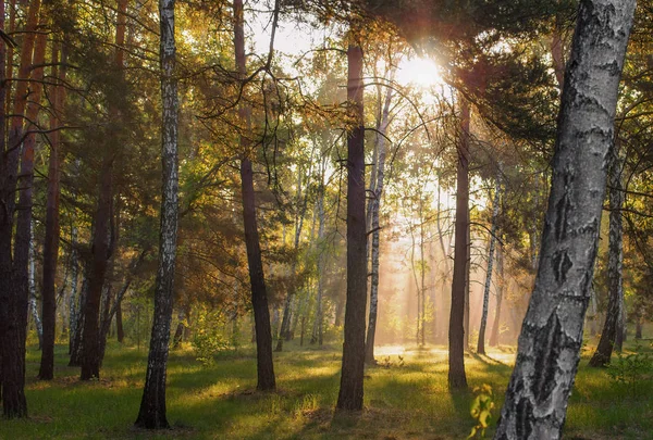 Bom Dia Sol Nasce Floresta Banhada Sol Agradável Passeio Natureza — Fotografia de Stock