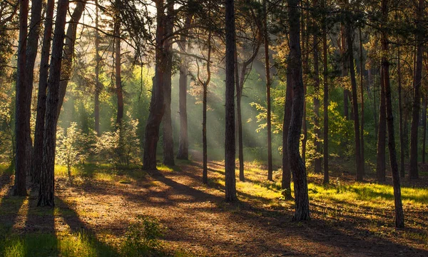 Доброе Утро Солнце Встает Лес Купается Солнечном Свете Приятная Прогулка — стоковое фото